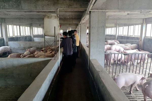 广东信宜：新奇！一群猪猪上了“户口”